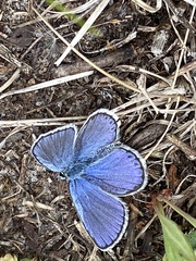 Plebejus samuelis