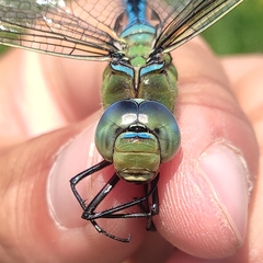 Anax imperator