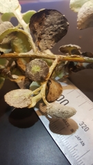 Helichrysum petiolare