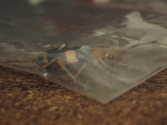 Pheropsophus lissoderus