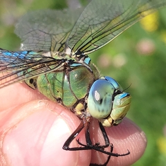 Anax imperator