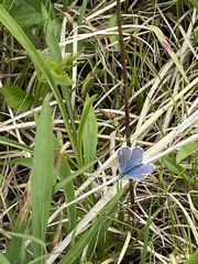 Plebejus samuelis