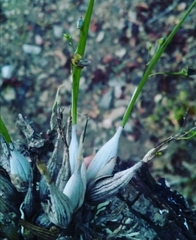 Scaphyglottis sessilis