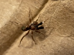 Phrurotimpus borealis