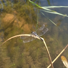Leucorrhinia albifrons