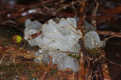 Tremella fuciformis image