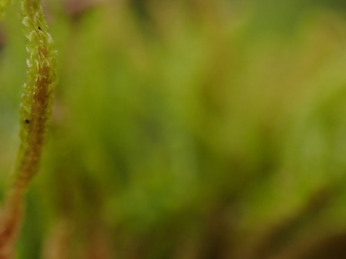 Image of Tetralophozia setiformis by no rights reserved
