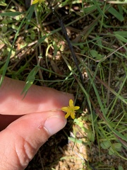 Ranunculus reptans