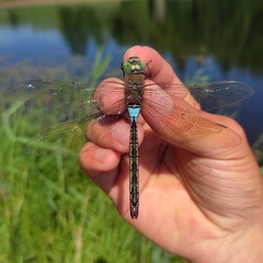 Anax parthenope