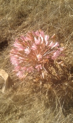 Brunsvigia bosmaniae