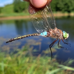 Anax parthenope