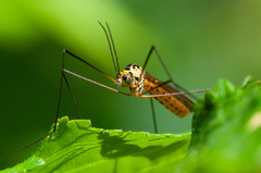 Nephrotoma flavescens