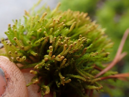 Image of Tetralophozia setiformis by no rights reserved