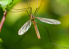 Nephrotoma flavescens