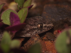 Hemidactylus parvimaculatus