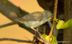 Dicaeum erythrorhynchos