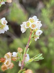 Erica subdivaricata