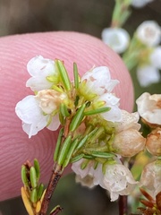 Erica subdivaricata