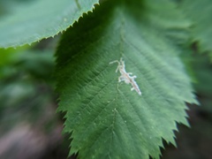 Caloptilia ostryaeella
