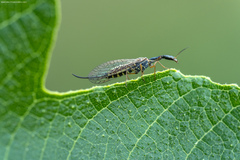 Raphidia euxina