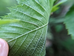 Caloptilia ostryaeella