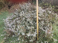 Helichrysum petiolare