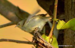 Dicaeum erythrorhynchos