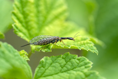 Raphidia euxina