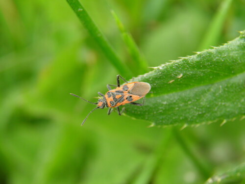 Raudonmargė kampuotblakė