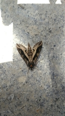 Hippotion velox