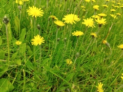 Pilosella flagellaris