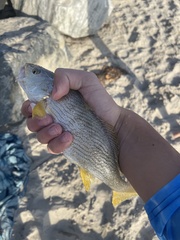 Umbrina roncador