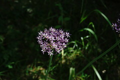 Allium cyrillii