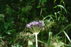 Allium cyrillii