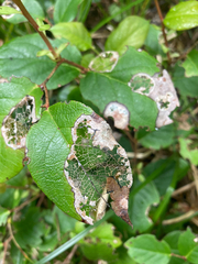 Cameraria gaultheriella