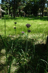 Allium cyrillii