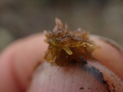 Sphagnum tenellum
