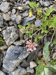 Trifolium thalii