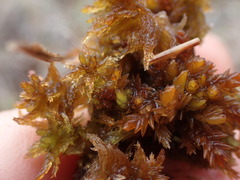 Sphagnum tenellum