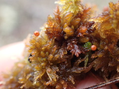Sphagnum tenellum