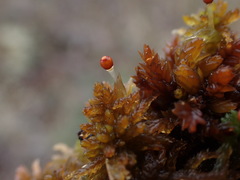 Sphagnum tenellum
