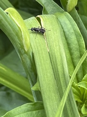 Auplopus carbonarius