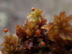 Sphagnum tenellum