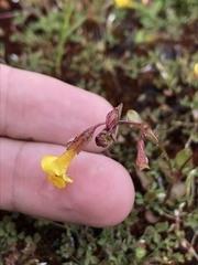 Erythranthe howaldiae