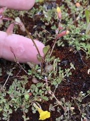 Erythranthe howaldiae