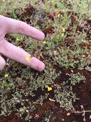 Erythranthe howaldiae