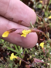 Erythranthe howaldiae