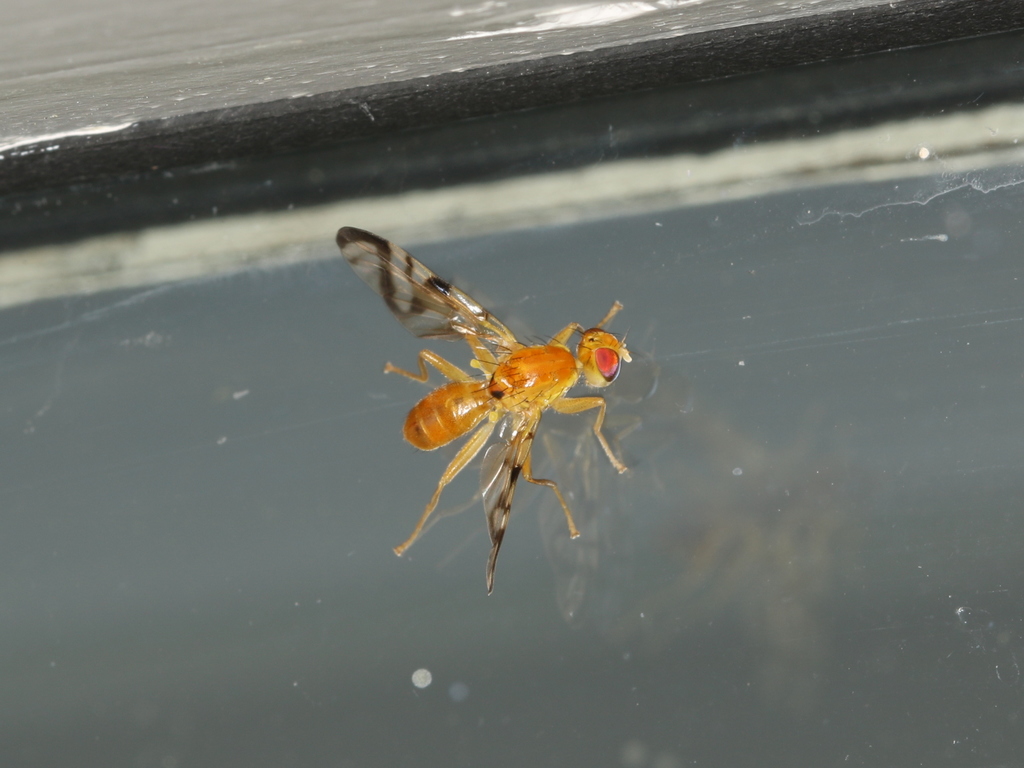 Small Golden Fly - Trypeta flaveola 