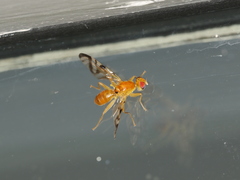 Acidia cognata