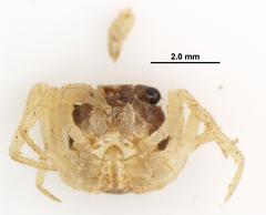 Gecarcinus lateralis